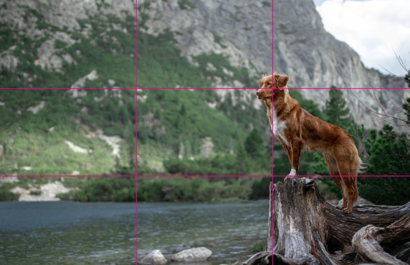 An example of how the rule of thirds grid style works through a photo of a brown dog next to a river.