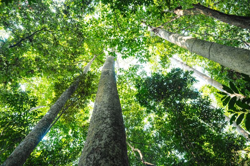 Forest background with perspective from the ground looking up. The sky peeks through the canopy of trees with lots of green leaves.